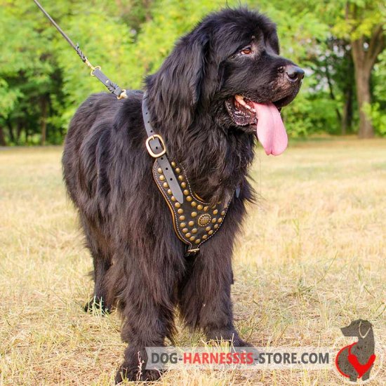 Newfoundland Royal Dog Harness - Exclusive Design Studded Leather Harness