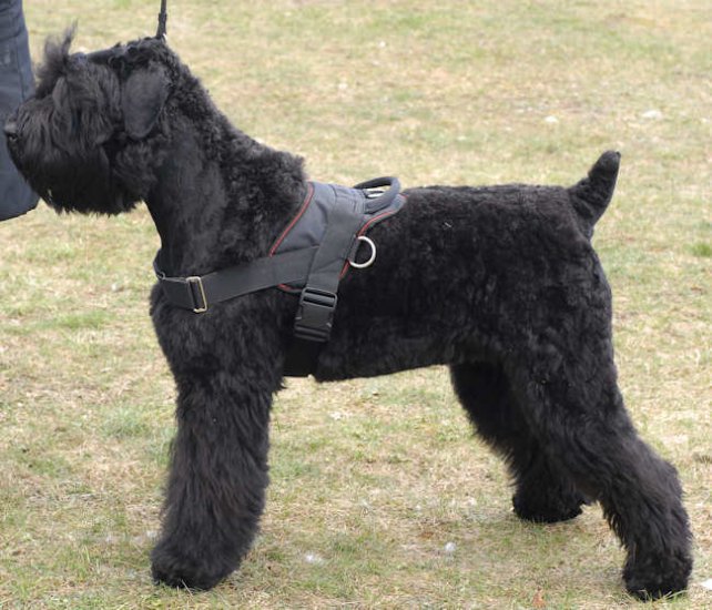 Nylon dog harness for Giant Schnauzer , for tracking/pulling