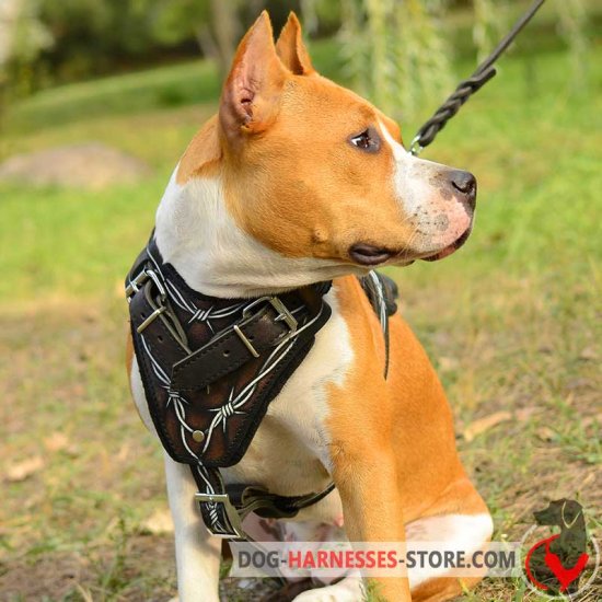 Leather Hand Painted Amstaff Harness