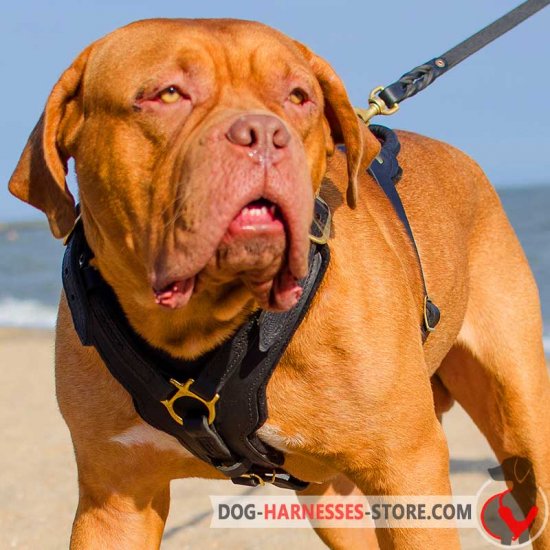 Luxury Dogue de Bordeaux Harness for Training and Walking