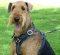 Airedale Terrier Tracking/Walking Leather Dog Harness