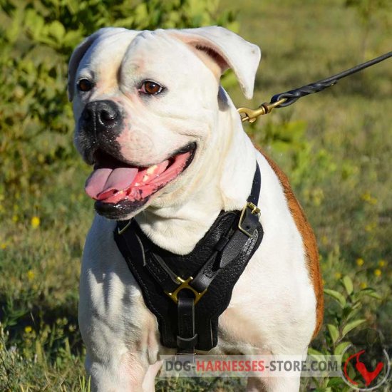 Leather American Bulldog Harness with Y-Shape Chest Plate