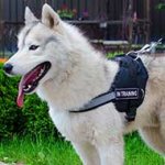 Siberian Husky Nylon Harness-Reflective Nylon Dog Harness