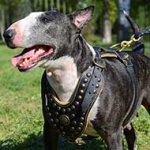 Exclusive Design Studded Royal Leather English Bull Terrier Harness