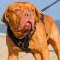Luxury Dogue de Bordeaux Harness for Training and Walking