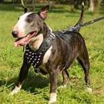 Designer Leather English Bull Terrier Harness with Nickel Spikes