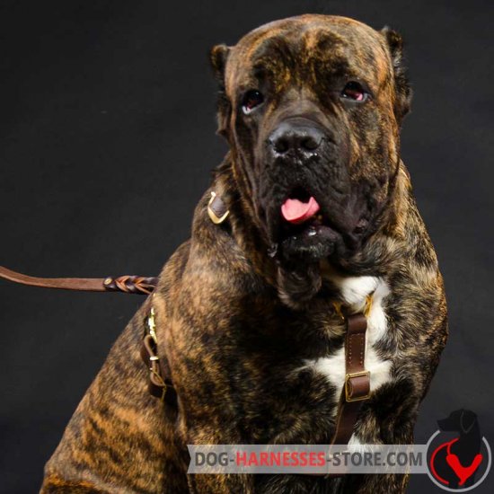 Luxury Handcrafted Cane Corso Harness for Comfortable Walking