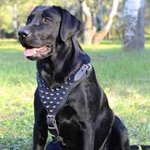 Designer Leather Labrador Retriever Harness for Daily Walking