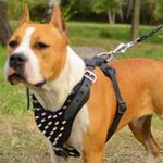 Amstaff-American Staffordshire Terrier Harness Decorated with Spikes