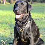 Labrador Retrivier harness for different kinds of training