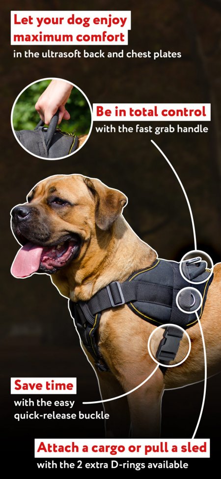 Black Russian Terrier Harness for Multifunctional Use