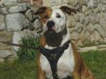 Tracking Staffordshire Terrier Harness for Walking and Training