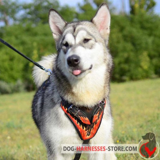 Flames Painted Leather Dog Harness for Alaskan Malamute