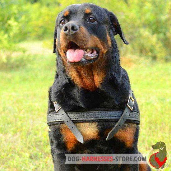 Tracking/Pulling Leather Rottweiler harness