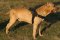 Pulling Nylon Staffordshire Terrier Harness