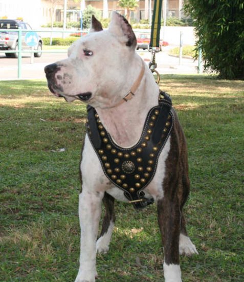 Royal Staffordshire Terrier Harness for Tracking and Walking