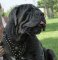 Mastino Royal Dog Harness-Exclusive Design Leather Dog Harness