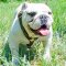 Handcrafted English Bulldog harness for any Dog Activities