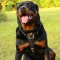Rottweiler Harness for Walking, Training and Tracking