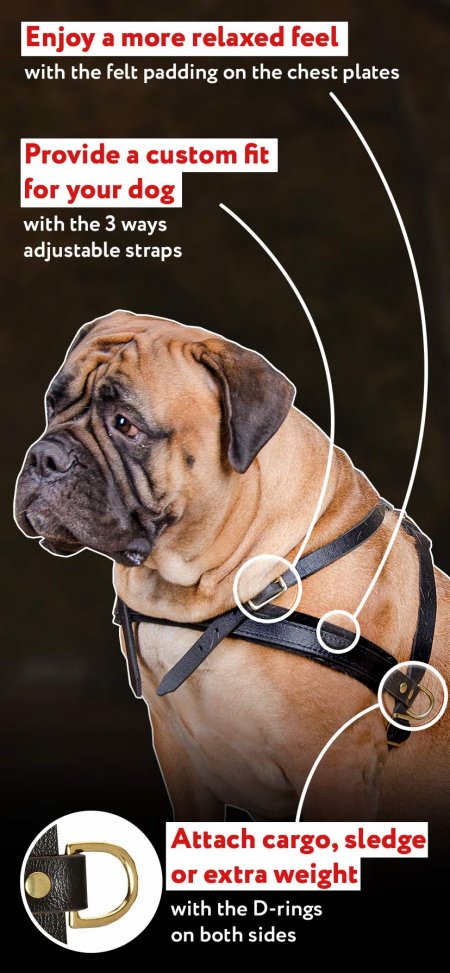 Medium Tracking/Pulling Leather Dog Harness