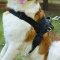 Nylon Wirehaired Pointing Griffon Harness for Pulling/Tracking