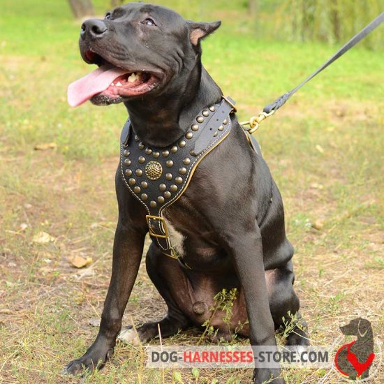 Designer Dog Harness, Pitbull Breed