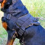 Spanish Mastiff Nylon Dog Harness for Pulling