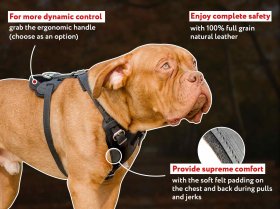 Multifunctional Leather Dog Harness with Padded Breast Plate