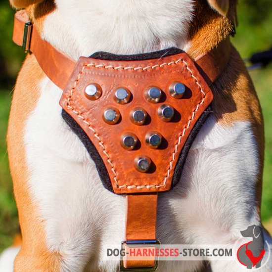 Studded Leather Dog Harness for English Bulldog Puppy