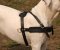 Tracking/Pulling Leather Argentine Dogo Harness