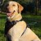 Labrador Retriever Harness for training and walking