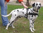 Leather Dalmatian Harness for Pulling/Tracking