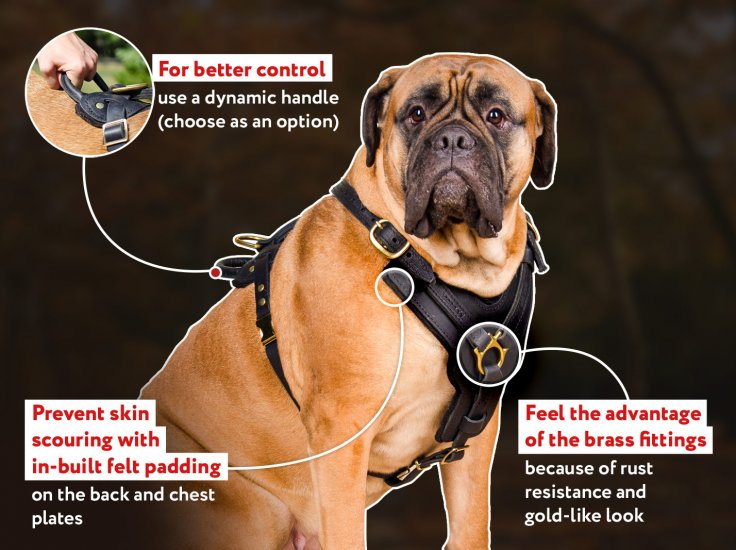 French Bulldog Leather Harness Black