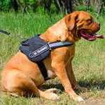 Dogue de Bordeaux Nylon Harness for Police and Service Dogs with Handle