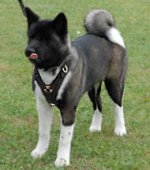 Akita Inu Fashion Leather Dog Harness for Training and Walking