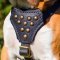 Studded Leather Old English Mastiff Puppy Harness
