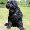 Black Russian Terrier Leather Harness with Padded Chest Plate