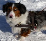 Cardigan Welsh Corgi dog harness, walking leather dog harness
