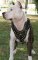 Royal Staffordshire Terrier Harness for Tracking and Walking