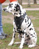 Leather Dalmatian Harness with Padded Chest Plate