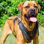Exclusive Design Studded Leather Cane Corso Harness