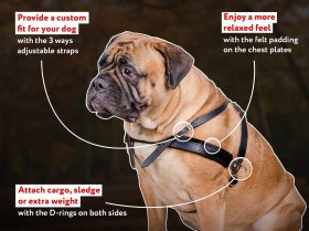 Pulling/Tracking Leather Dog Harness for All Breeds