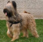 Tracking/Pulling Leather Briard Harness