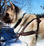 Akita Pulling/Tracking Leather Dog Harness-Husky harness