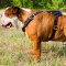 Tracking English Bulldog harness for training