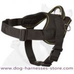Nylon dog harness for Boston Terrie- Tracking/Walking Harness