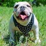English Bulldog Spiked Dog Harness