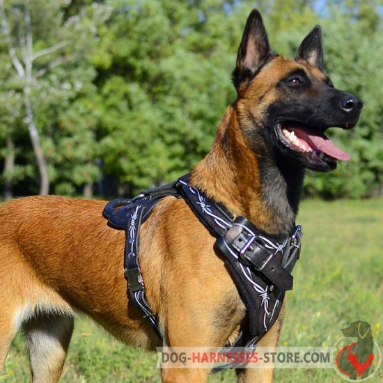 Belgian Malinois Harness with Barbed Wire Design