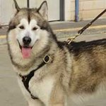 Siberian Husky Tracking/Walking Leather Dog Harness