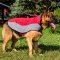 Stylish German Shepherd Harness for Cold Season